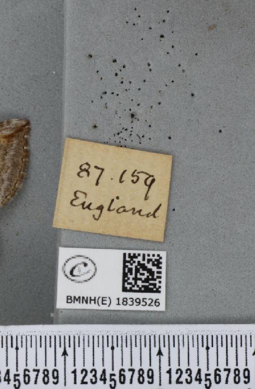 Aplocera efformata (Guenée, 1858) - BMNHE_1839526_label_407004