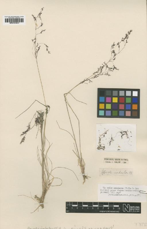 Agrostis imberbis Phil. - BM000938537