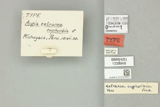 Argia euphorbia Fraser, 1946 - 013383602_labels