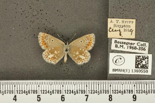 Aricia agestis ab. postico-obsoleta Tutt, 1912 - BMNHE_1369558_177523