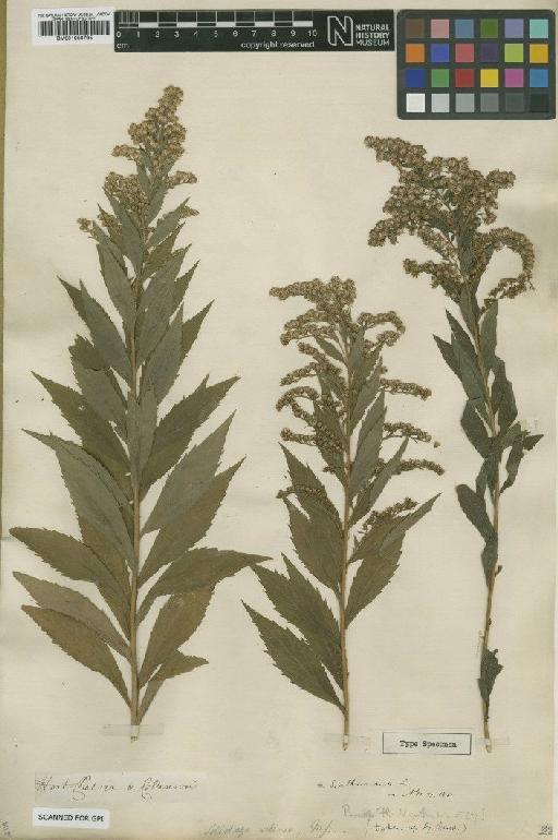 Solidago rugosa Mill. - BM001050795