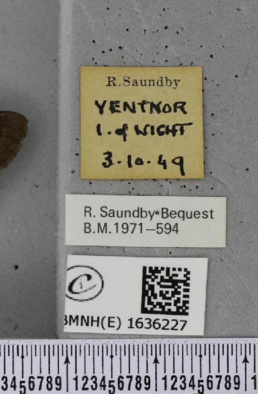 Macroglossum stellatarum (Linnaeus, 1758) - BMNHE_1636227_label_205940