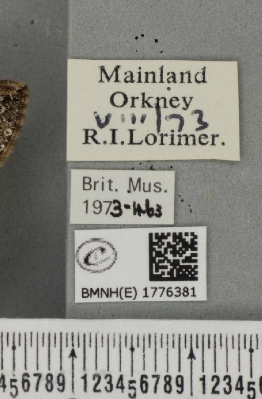 Dysstroma citrata pythonissata (Milliere, 1870) - BMNHE_1776381_label_351686