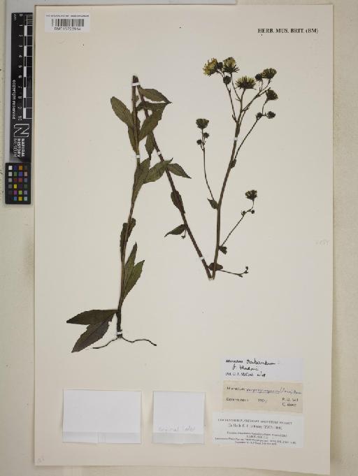 Hieracium sabaudum f. bladonii (Pugsley) P.D.Sell - BM013722914