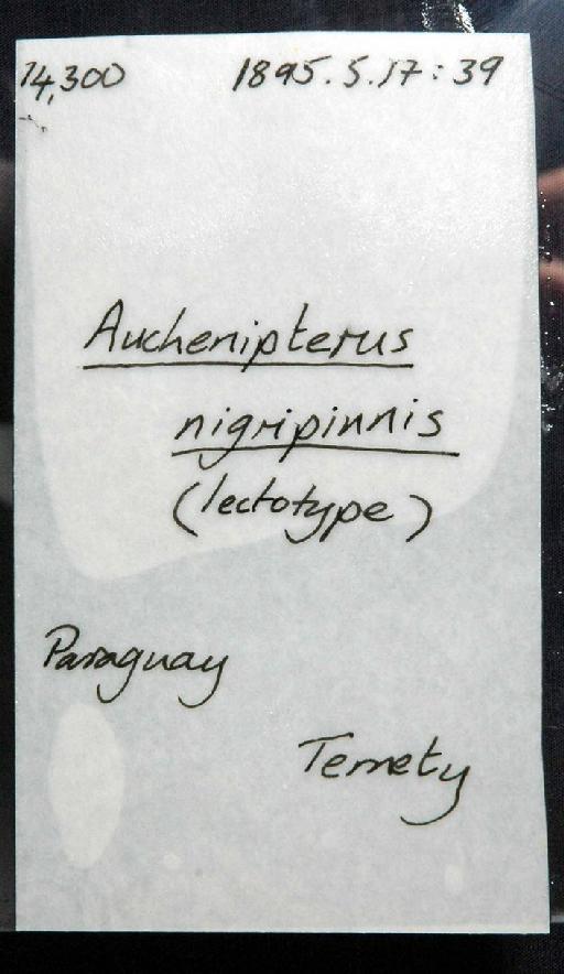 Euanemus nigripinnis Boulenger, 1895 - 1895.5.17.39; Euanemus nigripinnis; image of jar label; ACSI project image