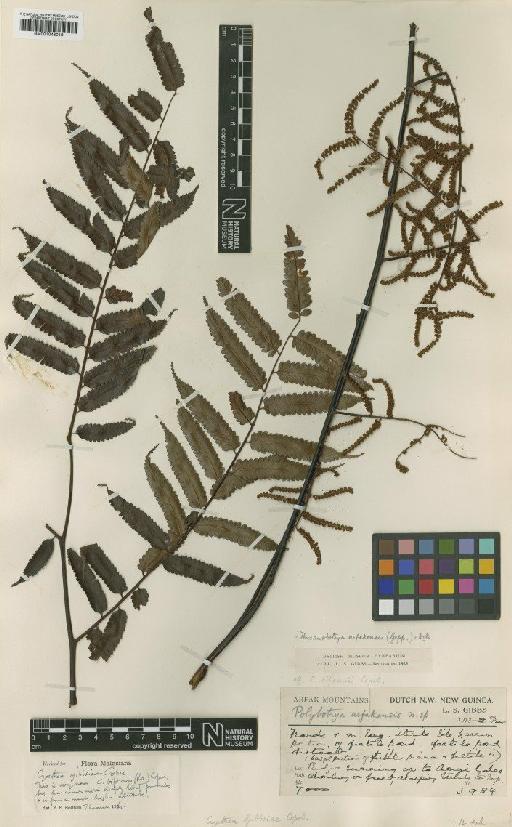 Cyathea gibbsiae Copel. - BM001048019