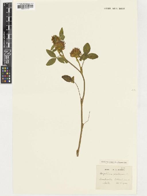 Trifolium pratense L. - BM001037360