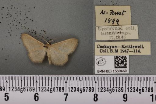 Idaea sylvestraria ab. circellata Guenée, 1857 - BMNHE_1589460_264070