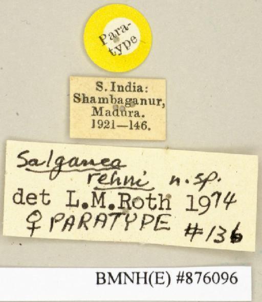 Salganea rehni Roth, 1979 - Salganea rehni Roth, 1979, female, paratype, labels. Photographer: Edward Baker. BMNH(E)#876096