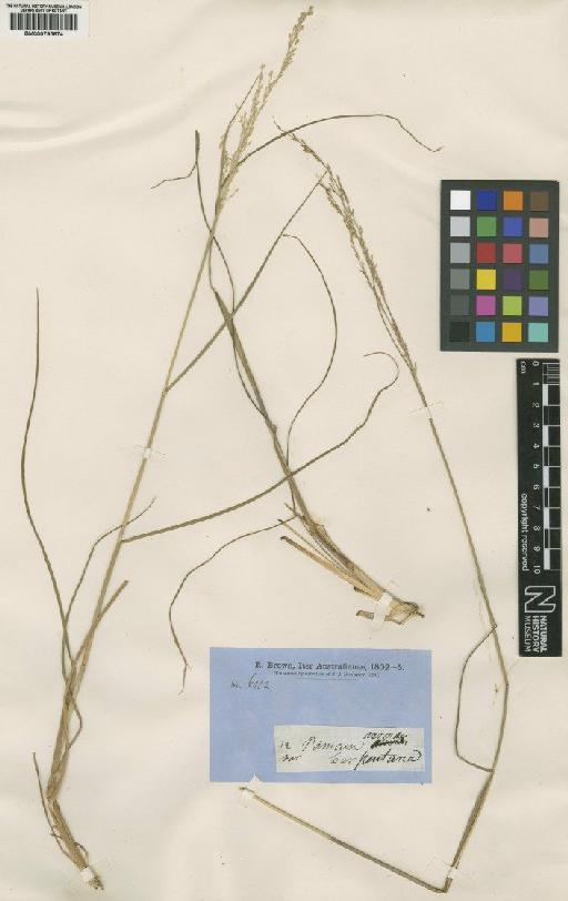 Whiteochloa airoides (R.Br.) Lazarides - BM000795674