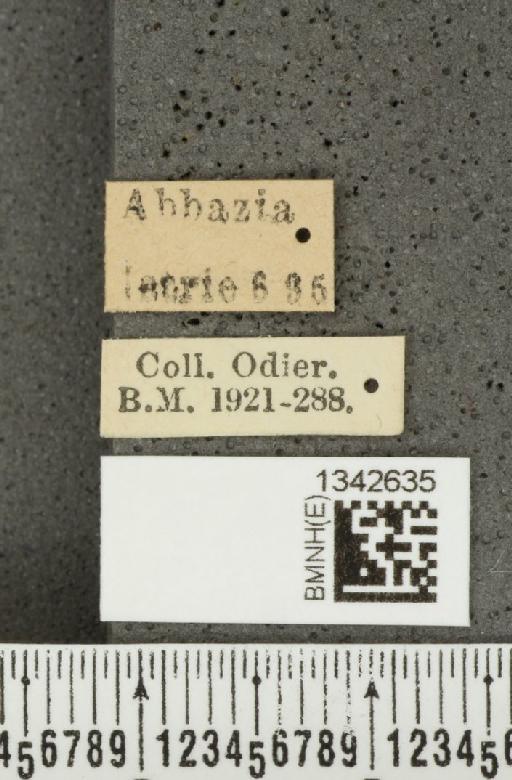 Crioceris (Crioceris) asparagi (Linnaeus, 1758) - BMNHE_1342635_label_12025