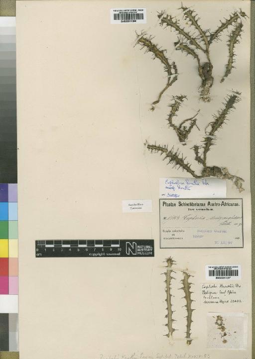 Euphorbia knuthii subsp. knuthii Pax - BM000911298