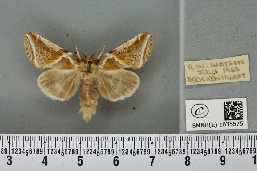 Habrosyne pyritoides (Hufnagel, 1766) - BMNHE_1635575_202008