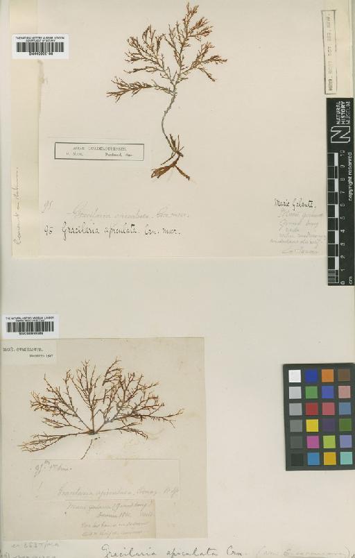 Gracilaria apiculata P.Crouan & H.Crouan - BM000936188