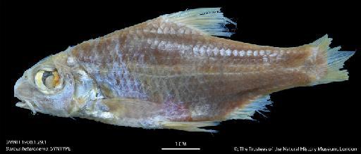 Barbus heteronema Bleeker, 1853 - BMNH 1960.1.29.1 Barbus heteronema, SYNTYPE