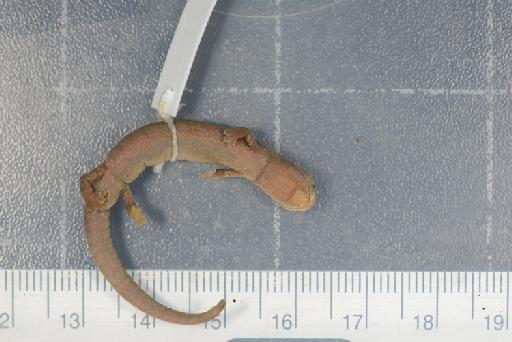 Bolitoglossa orestes - Image of specimen 1905.5.31.96