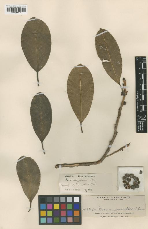 Ficus pellucidopunctata Griff. - BM000951779