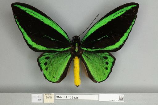 Ornithoptera priamus arruanus Felder, 1859 - 013603163__