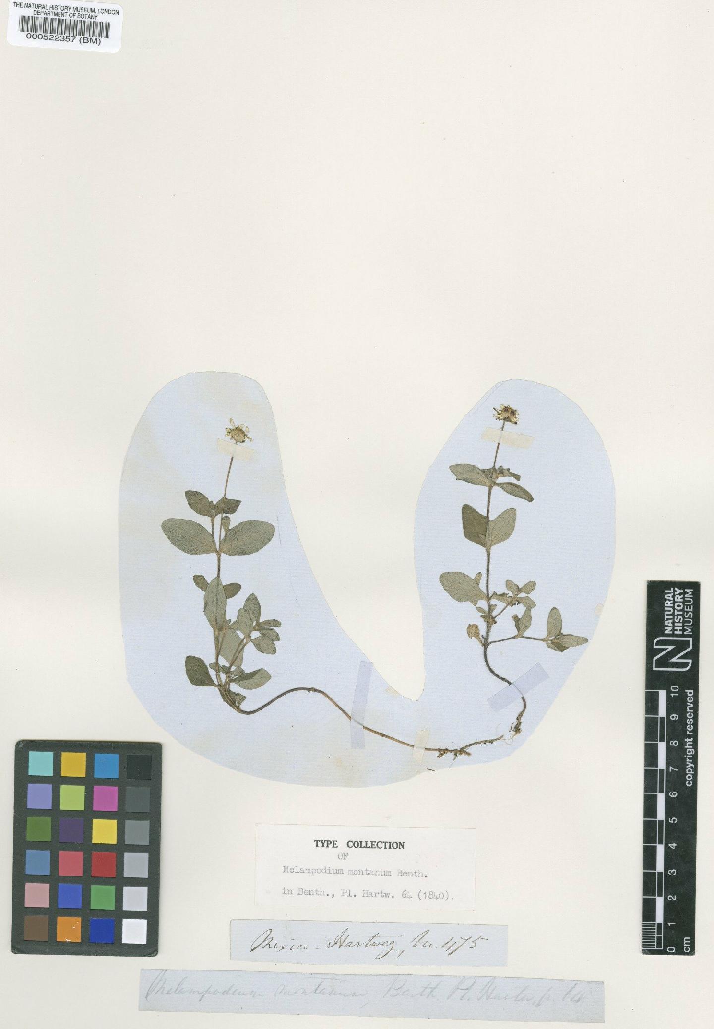 To NHMUK collection (Melampodium montanum Benth.; Isotype; NHMUK:ecatalogue:4977250)