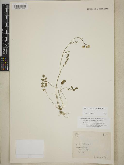 Cardamine pratensis L. - BM013391660