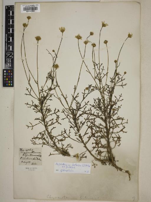 Argyranthemum frutescens subsp. frutescens - 000829848