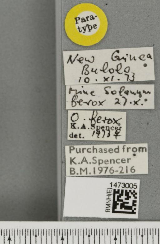 Ophiomyia ferox Spencer, 1977 - BMNHE_1473005_label_47389