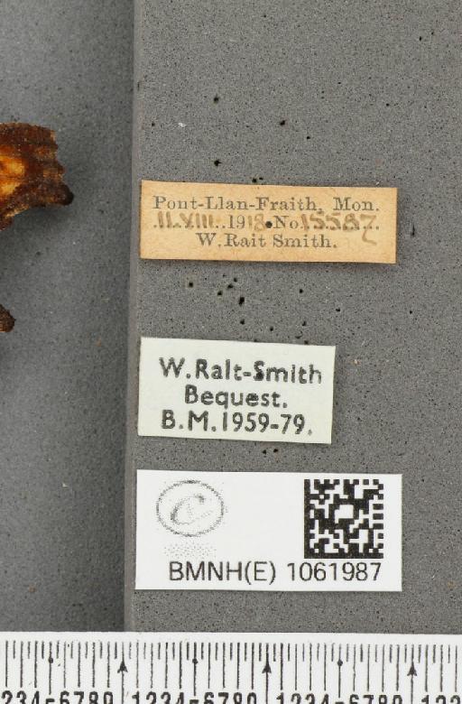 Polygonia c-album ab. dilutus Frohawk, 1938 - BMNHE_1061987_label_22777