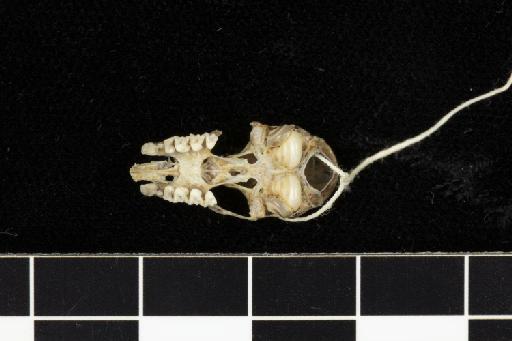 Rhinolophus lepidus shortridgei Andersen,  1918 - 1918_8_3_1-Rhinolophus_lepidus_shortridgei-Holotype-Skull-occlusal