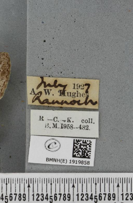 Alcis repandata muraria Curtis, 1826 - BMNHE_1919858_label_475734