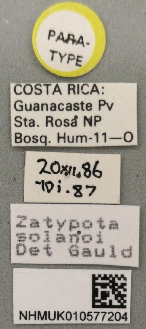 Zatypota solanoi Gauld, I.D., 1991 - 010577204_Zatypota_solanoi_paratype_labels