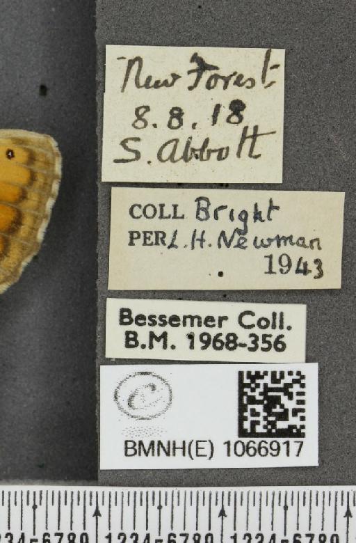 Lasiommata megera ab. pallida Gillmer, 1908 - BMNHE_1066917_label_28604