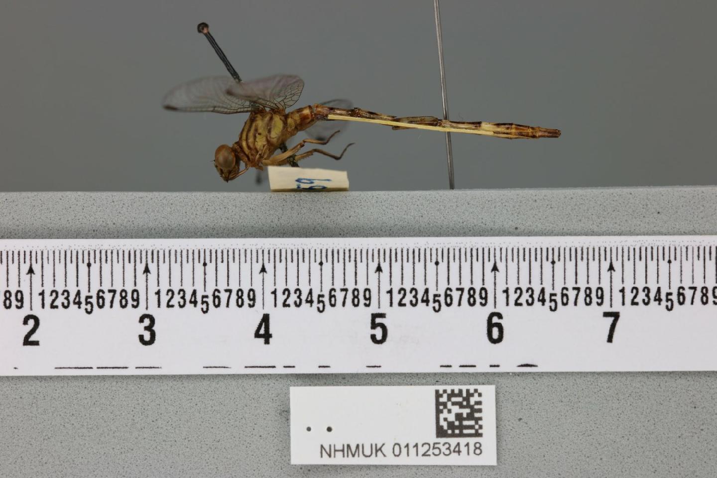 Lestinogomphus minutus