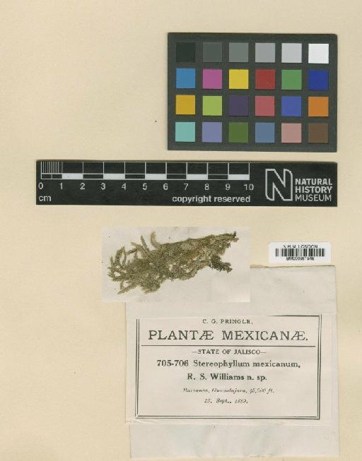 Stereophyllum mexicanum R.S.Williams - BM000961546_a