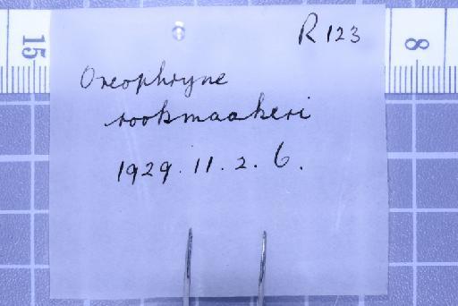 Oreophryne rookmaarkeri Mertens, 1927 - Image of specimen 1947.2.12.33