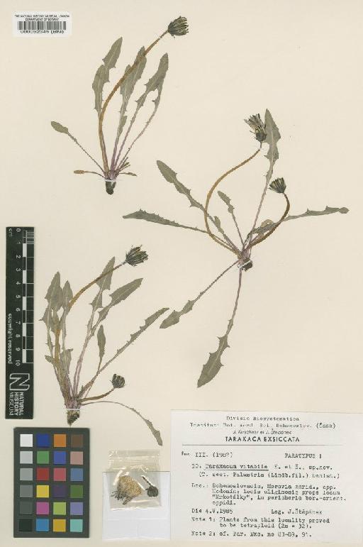 Taraxacum vitabile Kirschner & Štěpánek - BM000052345