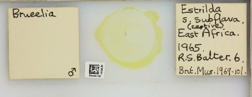 Brueelia Keler, 1936 - 014321787__