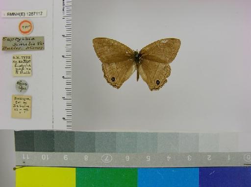 Euptychia undina Butler, 1870 - BMNH(E)_ 1267112_Cissia_(Euptychia)_undina_Butler_T_male_ (1)