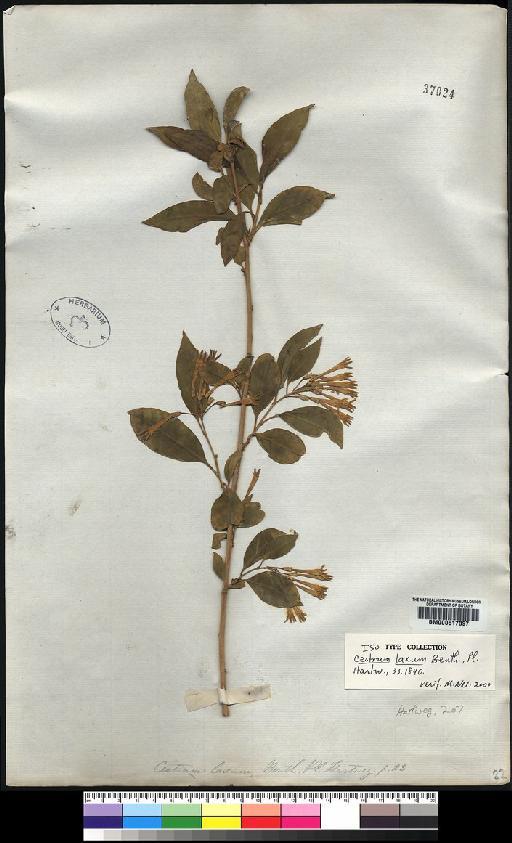 Cestrum laxum Benth. - Spruce - BM000617897