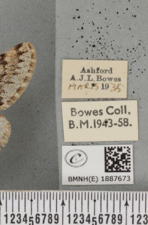 Apocheima hispidaria (Denis & Schiffermüller, 1775) - BMNHE_1887673_label_455045