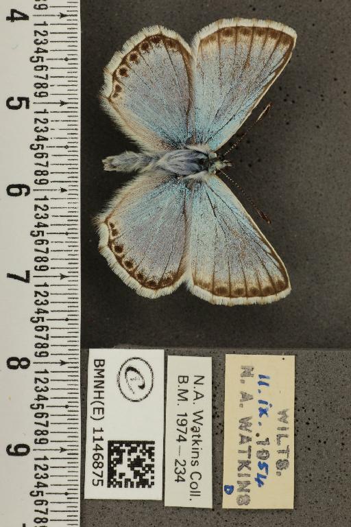 Lysandra coridon ab. albocrenata Tutt, 1910 - BMNHE_1146875_100618