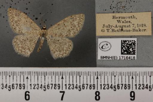 Scopula marginepunctata (Goeze, 1781) - BMNHE_1716418_269628