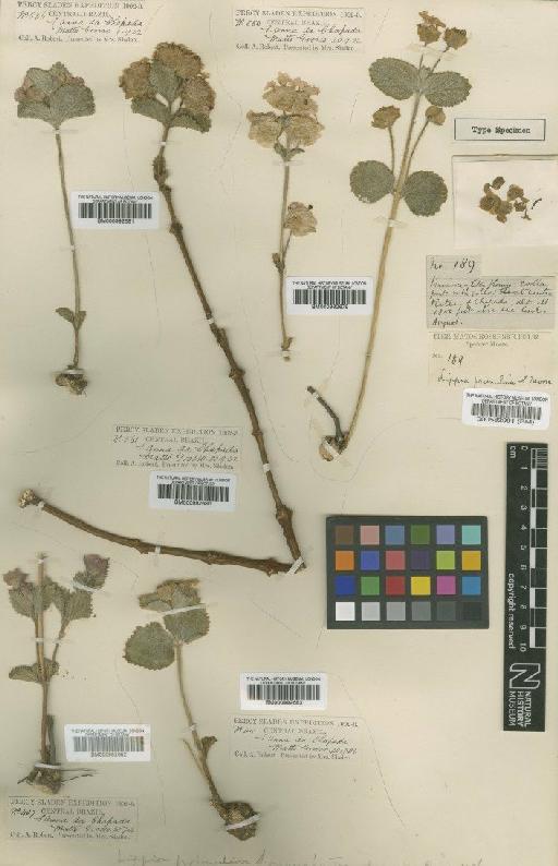 Lippia primulina Moore - BM000992683