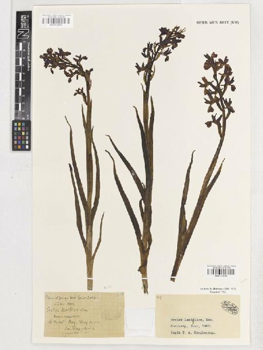 Anacamptis laxiflora (Lam.) R.M.Bateman, Pridgeon & M.W.Chase - BM001138709