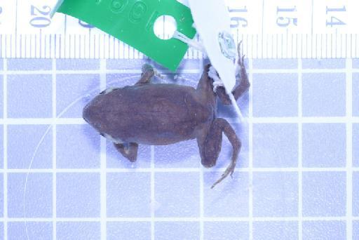 Callulops humicola compta (Zweifel, 1972) - Image of specimen 1961.859
