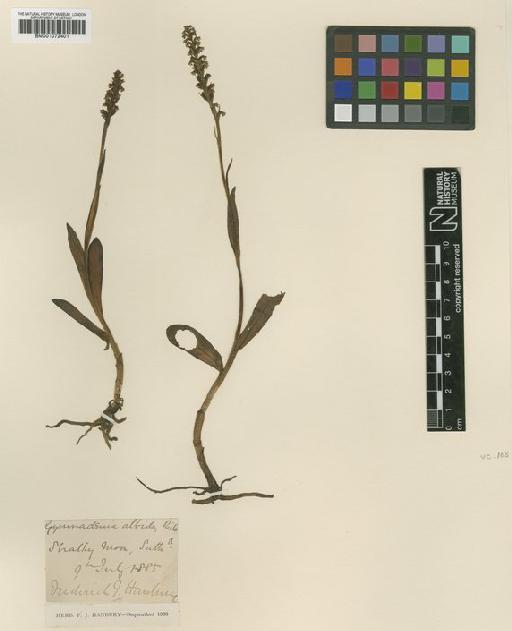 Pseudorchis albida (L.) Á.Löve & D.Löve - BM001072401.tif