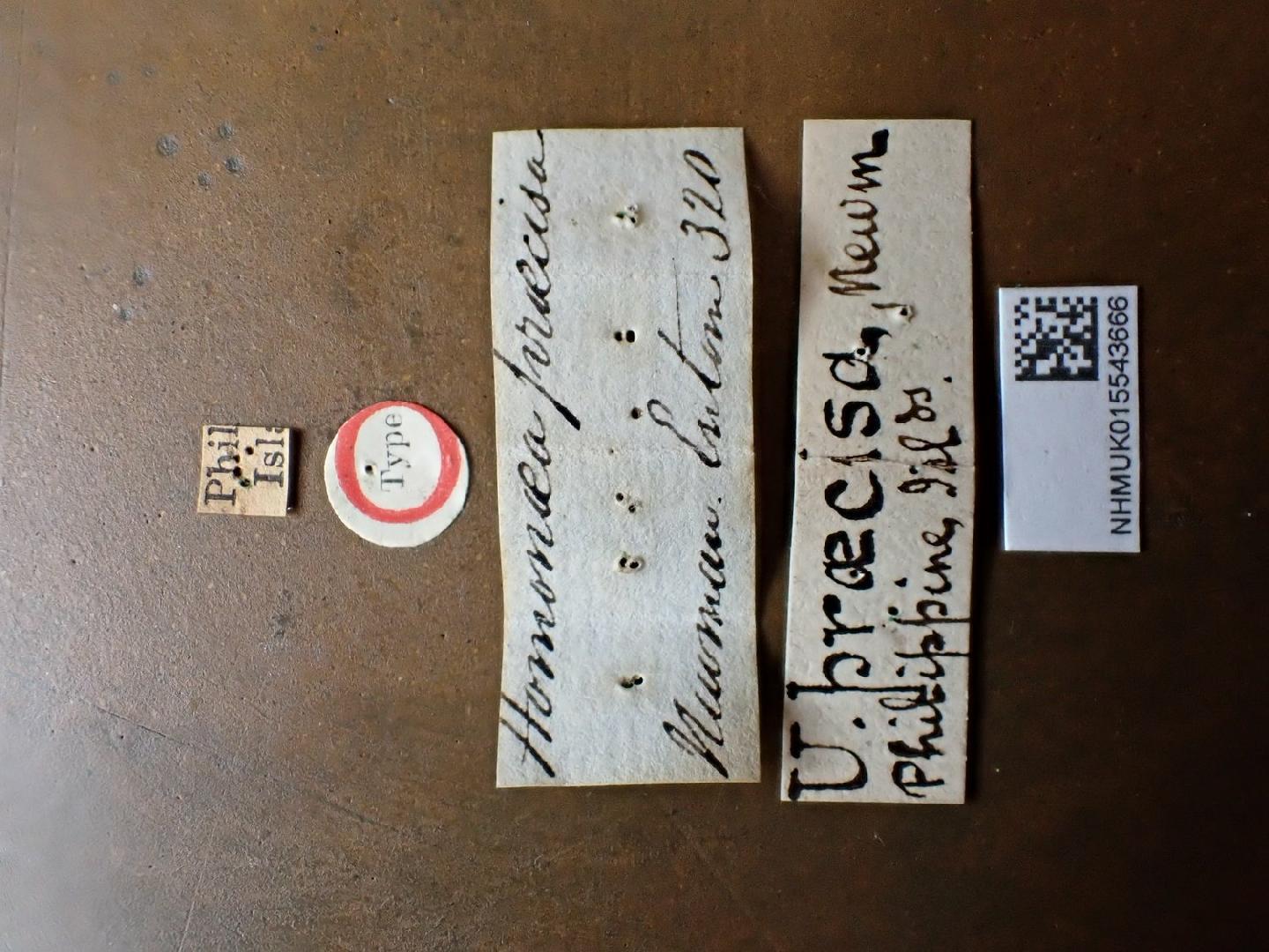 Homonoea praecisa thumbnail