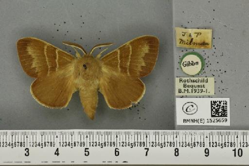 Macrothylacia rubi (Linnaeus, 1758) - BMNHE_1525659_196359