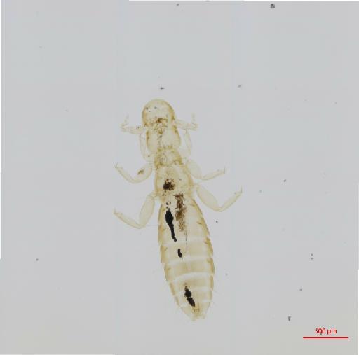 Oxylipeurus mesopelios soemmerringii Clay, 1938 - 010682586__2017_08_09-Scene-1-ScanRegion0