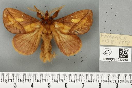 Euthrix potatoria (Linnaeus, 1758) - BMNHE_1523968_196811