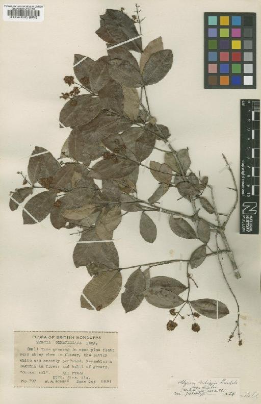 Myrcia splendens (Sw.) DC. - BM000543083